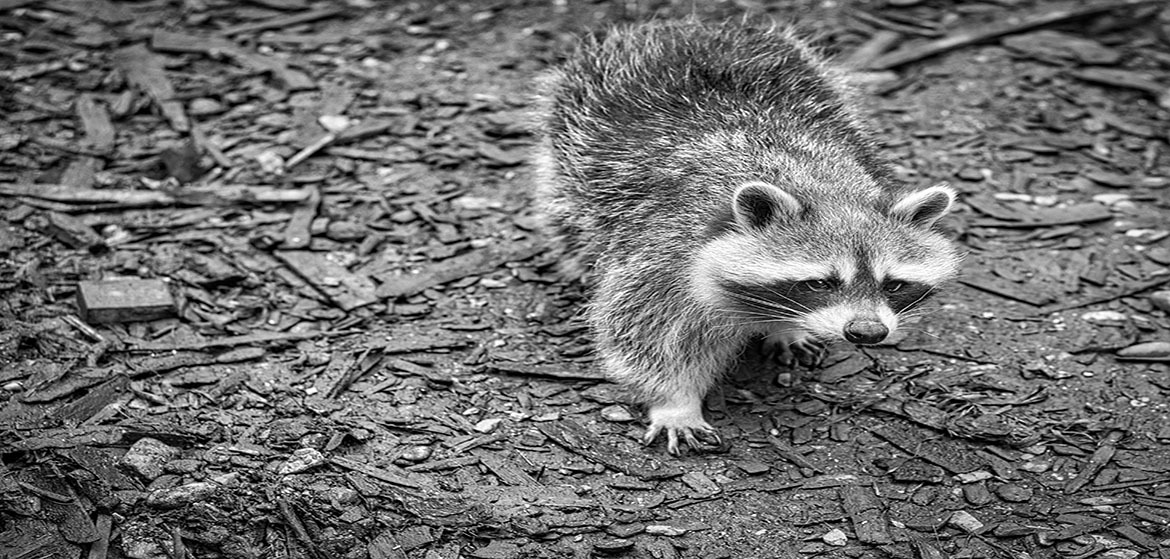 a raccoon in a black and white photograph on the ground. Taken in a park in Saarland. Relaxed mammal