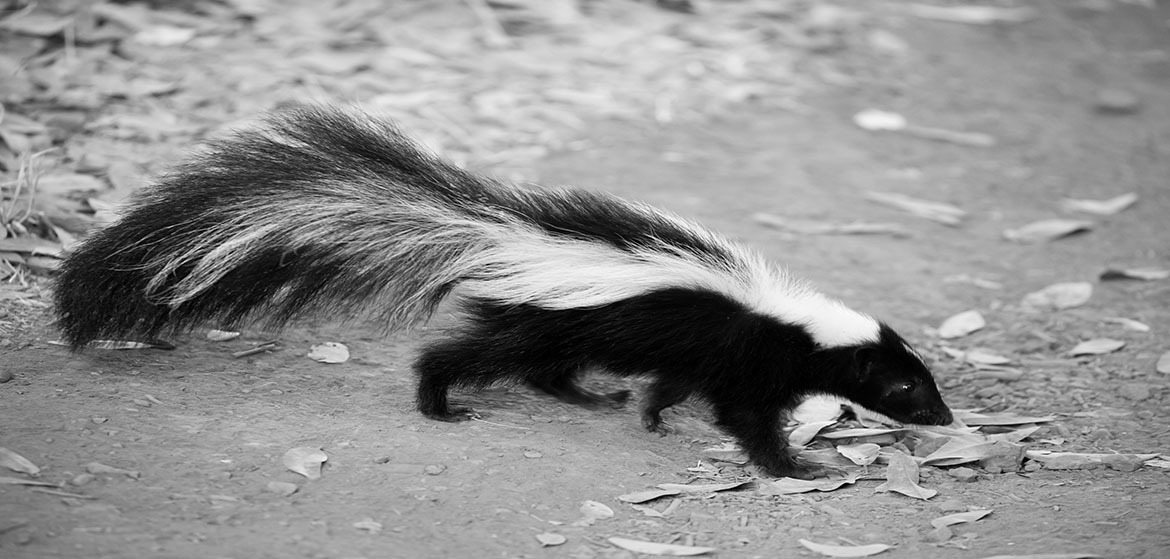 SKUNK REMOVAL BENEX PEST CONTROL 1