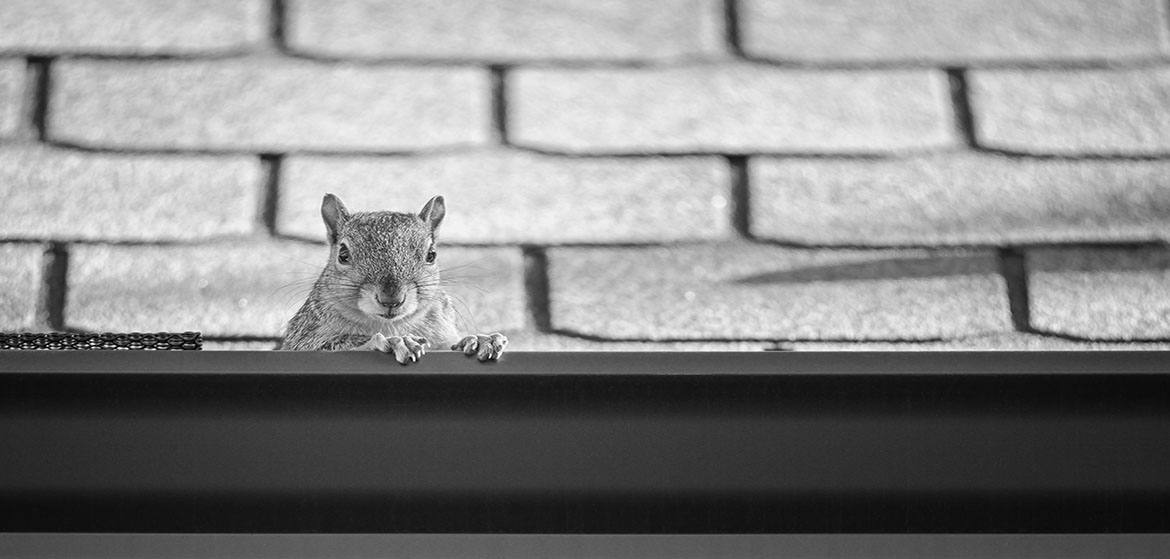 Squirrel peeking out from the gutter edge on the roof